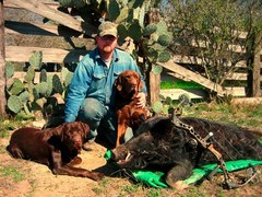 Big_boar_with_dogs_medium