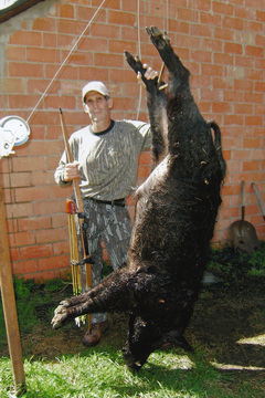 Hendershot_big_boar_medium