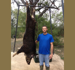 Big_boar_2013_medium