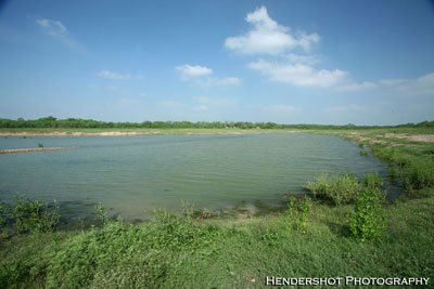 Large tank in the back of the Hog Heaven South Pasture. The large number of trophy whitetail deer and wild hogs at Brushy Hill make it one of the best known and most popular bowhunting ranches in Texas. If you're looking for great bowhunting at prices you can afford, check out Brushy Hill Ranch. We have been featured on numerous TV programs and offer a great opportunity for hunters from across the US to experience south Texas hunting. 