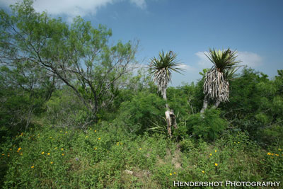 The varied terrain at Brushy Hill Ranch provides bowhunters with a wide variety of hunting opportunities. Book your next trophy whitetail deer hunt, Rio Grande Turkey hunt or wild hog hunt at Brushy Hill. South texas' most affordable bowhunting ranch! 100% fair chase hunting!