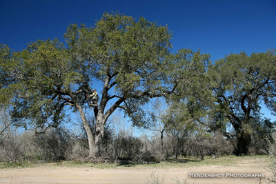 Bowhunter sitting in Gametamer tree stand at Brushy Hill Ranch. Brushy Hill offers bowhunters a chance to harvest South Texas trophy whitetail, Rio Grande turkey & wild hogs/boar at low, low prices. Finally, a bowhunting ranch that everyone can afford!