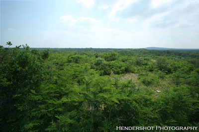 High guajillo hills are just one of the features of the 'Hog Heaven' pasture. Aptly named for its abundance of wild hogs & boars, 'Hog Heaven' is also home to large numbers of trophy whitetail bucks and huge Rio Grande Turkey! If you're looking for an affordable place with great hunting, come hunt with us here at Brushy Hill Ranch!