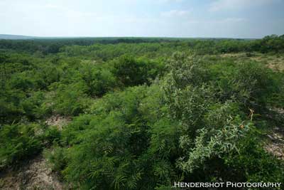 Ava & Pete Denney are the owners of Brushy HILL Trophy Bowhunting Ranch and offer some of South Texas' BEST trophy whitetail hunting, spring turkey hunting and wild boar/wild hog hunting. Brushy Hill offers some of the lowest priced, most affordable trophy bowhunting in South Texas! 100% fair chase hunting!