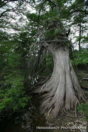 Old cypress tree along the banks of a stream. Brushy Hill Ranch has numerous river and creek bottoms; all of which offer great bow hunting opportunities! The whitetail deer, wild hog and turkey populations thrive with such an abundance of water. Bow hunters at Brushy Hill enjoy great success harvesting trophy whitetail deer, wild hogs/boars and wild turkey. For an affordable bow hunt, come hunt with us at Brushy hill Ranch!