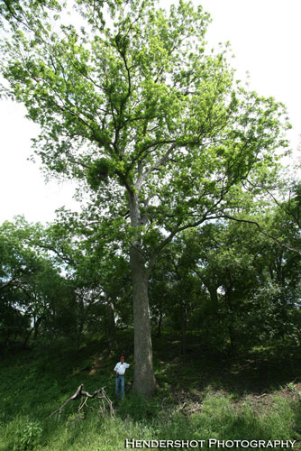 Pete Denney standing in front of a large tree at one of the tanks. Brushy Hill Ranch provides bowhunters with an affordable place to bowhunt trophy South Texas whitetail, Rio Grande Turkey and wild hogs. Great bowhunting and cheap prices!