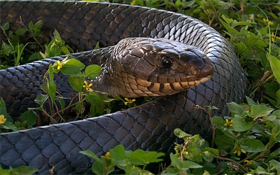 Texas Indigo Snake - Click Here to see full-size image! Please DO NOT kill these snakes- they eat rattlesnakes!